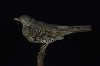 藏品(虎鶇)的圖片